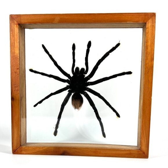 Tarantula Taxidermy Yucatan Rust Rump Giant Hairy Real Spider Between Glass - Picture 1 of 15